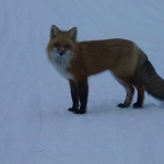 Fox winter - Gods Lake