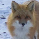 Fox at Gods Lake
