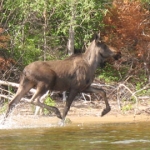 Moose - Gods Lake