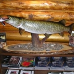 Trophy Pike Mounted