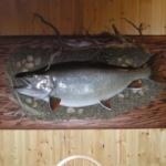 Trophy Fish Mounted